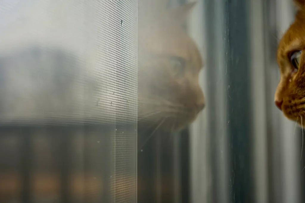 Können Katzen Geister sehen oder übersinnliches wahrnehmen?
