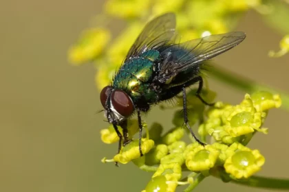 Krafttier Fliege und seine spirituelle Bedeutung