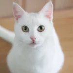 Weiße Katze spirituelle Bedeutung im Leben.