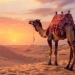Das Krafttier Kamel und seine Arbeit in der Spiritualität